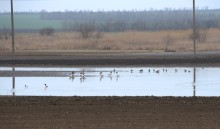 Весна и перелётные птицы на Маныче