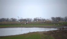 Весна и перелётные птицы на Маныче