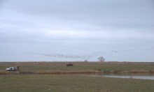 Весна и перелётные птицы на Маныче