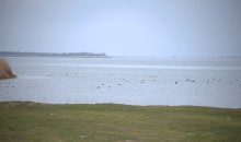 Весна и перелётные птицы на Маныче