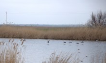 Весна и перелётные птицы на Маныче