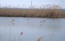 Весна и перелётные птицы на Маныче