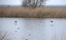 Весна и перелётные птицы на Маныче