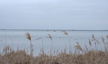 Весна и перелётные птицы на Маныче