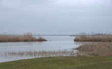 Весна и перелётные птицы на Маныче