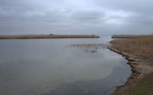 Весна и перелётные птицы на Маныче