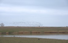 Весна и перелётные птицы на Маныче