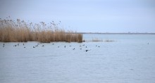 Весна и перелётные птицы на Маныче