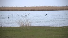 Весна и перелётные птицы на Маныче