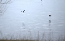 Весна и перелётные птицы на Маныче