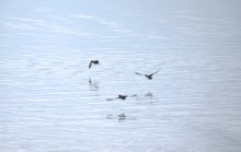 Весна и перелётные птицы на Маныче