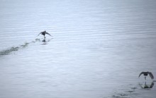 Весна и перелётные птицы на Маныче