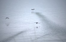 Весна и перелётные птицы на Маныче