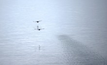 Весна и перелётные птицы на Маныче