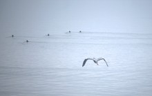 Весна и перелётные птицы на Маныче