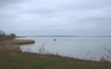 Весна и перелётные птицы на Маныче