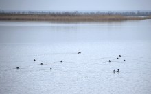 Весна и перелётные птицы на Маныче