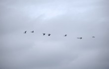 Весна и перелётные птицы на Маныче