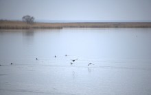 Весна и перелётные птицы на Маныче