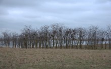 Весна и перелётные птицы на Маныче