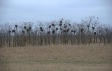 Весна и перелётные птицы на Маныче