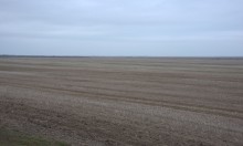 Весна и перелётные птицы на Маныче