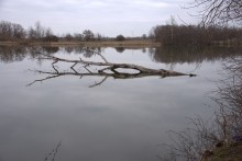 Тихая весна