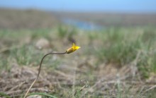 Путешествие по весенней балке Дедова в правобережье Северского Донца