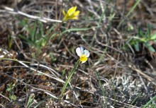 Путешествие по весенней балке Дедова в правобережье Северского Донца