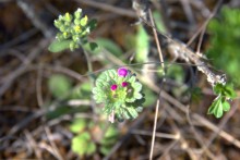 Путешествие по весенней балке Дедова в правобережье Северского Донца