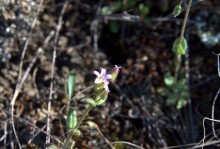Путешествие по весенней балке Дедова в правобережье Северского Донца