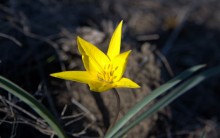 Путешествие по весенней балке Дедова в правобережье Северского Донца