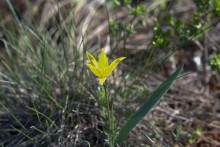 Путешествие по весенней балке Дедова в правобережье Северского Донца