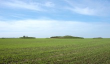 Степной миндаль