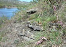 Степной миндаль