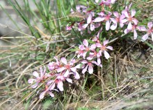 Степной миндаль