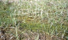 Весенняя вода в холмистой донской степи