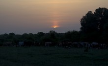 Меловые холмы, хутора и природа на правом берегу Дона в Шолоховском районе и Волгоградской области