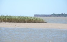 Находки у гарла Миусского лимана при низков уровне воды