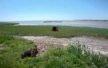 Находки у гарла Миусского лимана при низков уровне воды