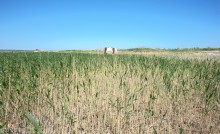 Находки у гарла Миусского лимана при низков уровне воды