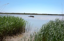 Находки у гарла Миусского лимана при низков уровне воды