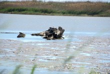 Находки у гарла Миусского лимана при низков уровне воды