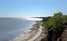 Меотийские акации