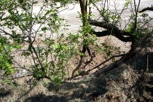 Меотийские акации