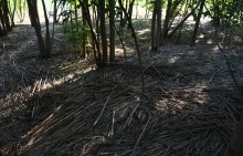 Весна в станице Старочеркасской на Дону