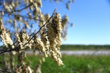 Акации убитые заморозком