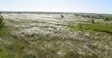 Весенняя, ковыльная степь в год засухи