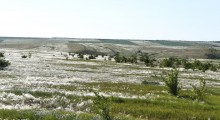 Весенняя, ковыльная степь в год засухи