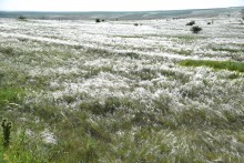 Весенняя, ковыльная степь в год засухи